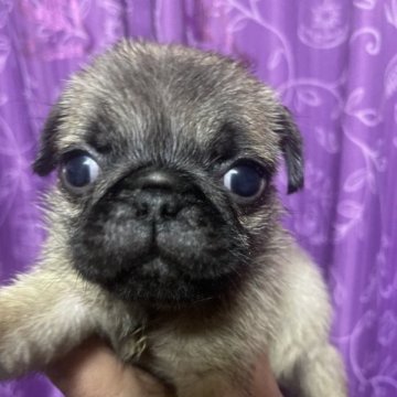 パグ【千葉県・女の子・2023年8月14日・パグ】の写真「小振りな女の子です❗️」