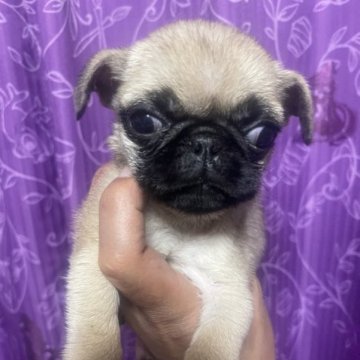 パグ【千葉県・女の子・2023年8月31日・フォーン】の写真「小さいパグです。」