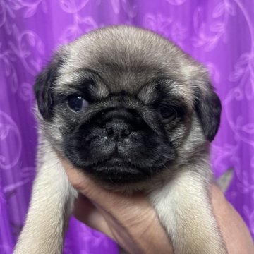 パグ【千葉県・男の子・2024年3月31日・フォーン】の写真「予約受付中❗️」