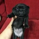パグ【千葉県・女の子・2020年4月8日・ブラック】の写真3