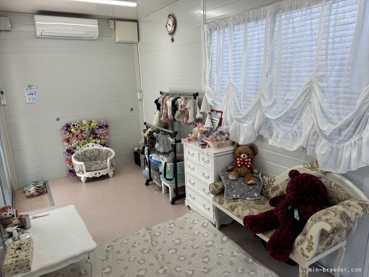 接客ルーム｜大谷　春那(おおたに　はるな)ブリーダー(愛知県・ミニチュアシュナウザーなど・JKC登録)の紹介写真5