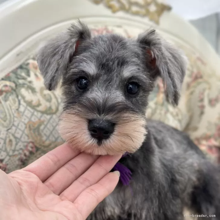 M.N 様のお迎えした子犬