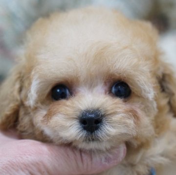 トイプードル(タイニー)【愛知県・女の子・2024年12月2日・オレンジフォーン】の写真「可愛い両親から産まれた女の子」