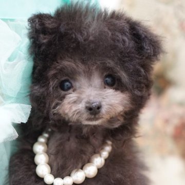 トイプードル(ティーカップ)【愛知県・男の子・2025年8月15日・シルバー】の写真「希少なシルバーカラー」