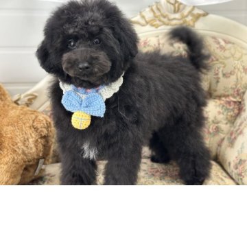 ミディアムプードル【愛知県・男の子・2025年1月8日・ブラック】の写真「ムチムチボーイ」