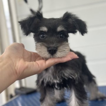 ミニチュアシュナウザー【愛知県・女の子・2025年7月20日・ブラック&シルバー】の写真「ちゃい耳たち♡」