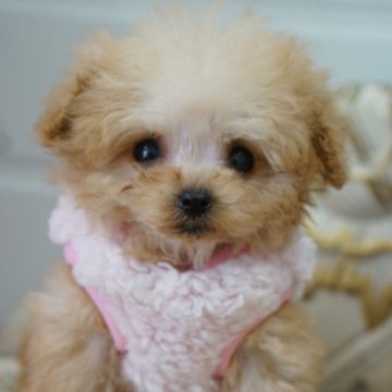 ティーカッププードル【愛知県・男の子・2025年9月30日・アプリコット】の写真「チビチビ＆ドワーフタイプの男の子」