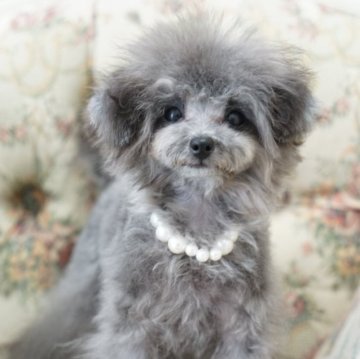 トイプードル(ティーカップ)【愛知県・女の子・2024年9月6日・シルバー】の写真「マイクロサイズほぼ確定
希少なシルバーの女の子」