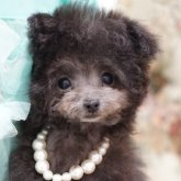 トイプードル(ティーカップ)