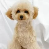 ティーカッププードル