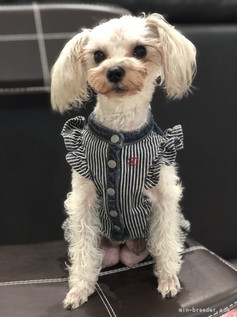 ミニチュアシュナウザー【・女の子・2021年5月11日・ソルト＆ペッパー】