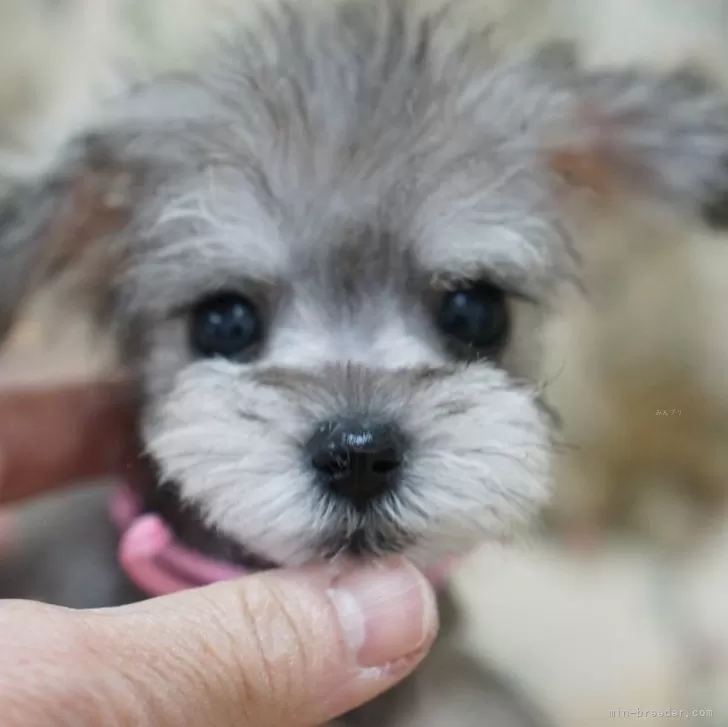 ID：2312-04547の子犬