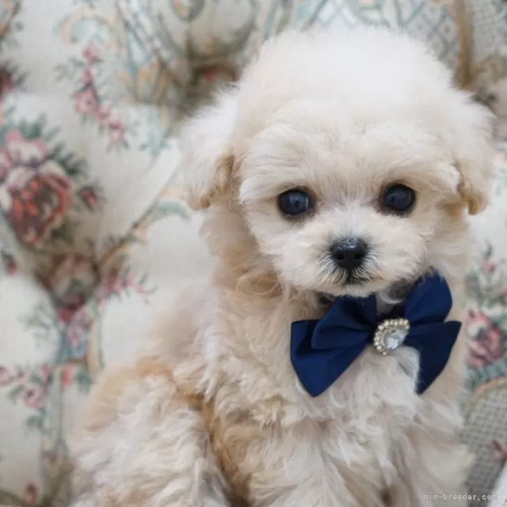 ID：2405-02735の子犬