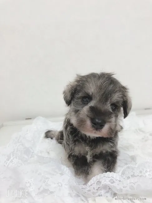 ID：2005-01467の子犬