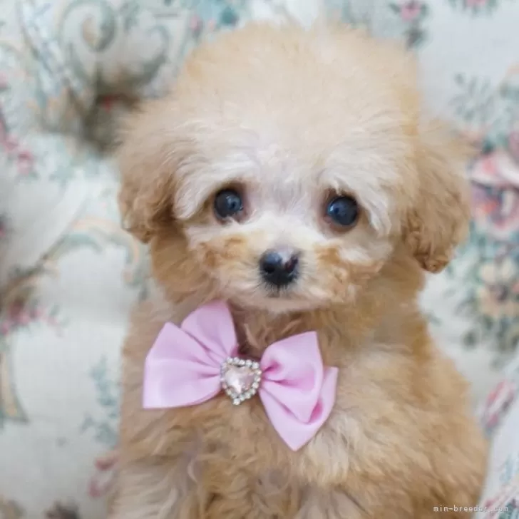 ID：2406-03152の子犬