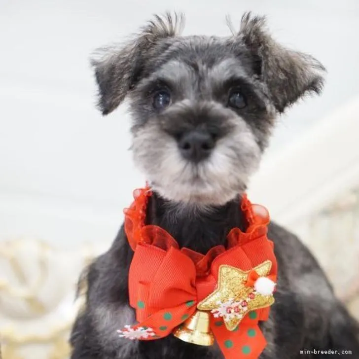 ID：2212-01034の子犬