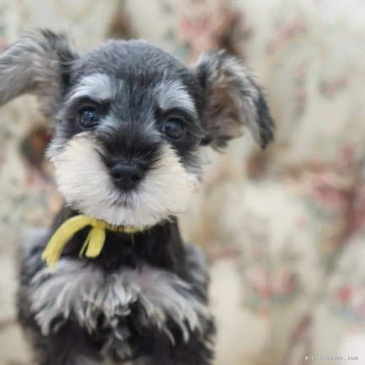 ID：2306-01142の子犬