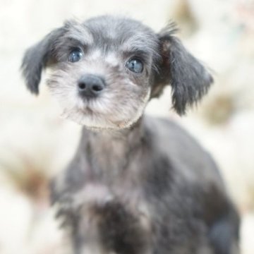 ミニチュアシュナウザー【愛知県・女の子・2023年7月1日・ソルト&ペッパー】の写真「可愛いお顔の女の子」