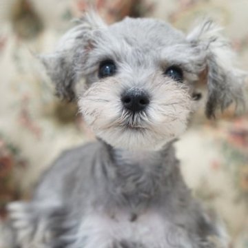 ミニチュアシュナウザー【愛知県・男の子・2023年3月4日・ソルト&ペッパー】の写真「とてもお顔の可愛い男の子」