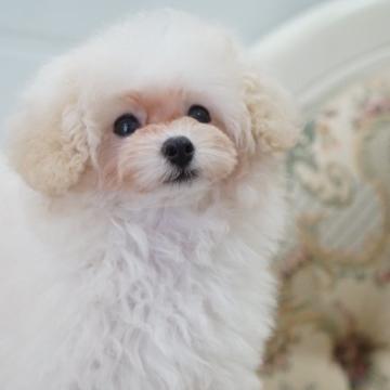トイプードル(タイニー)【愛知県・男の子・2022年8月22日・ホワイト】の写真「お目々クリクリの男の子」