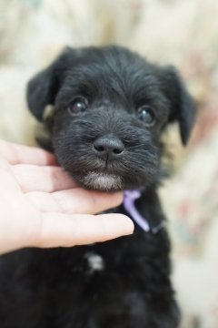ミニチュアシュナウザー【愛知県・男の子・2022年4月7日・ブラック】の写真「ハンサムボーイ」
