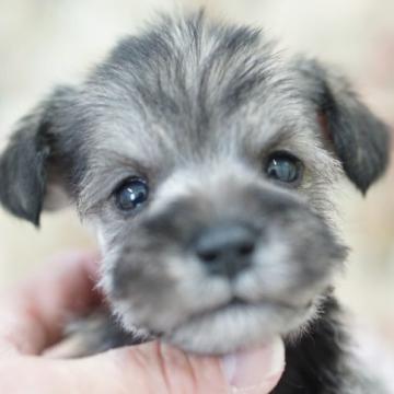 ミニチュアシュナウザー【愛知県・男の子・2022年11月27日・ソルト&ペッパー】の写真「小ぶりの男の子」