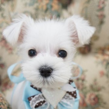 ミニチュアシュナウザー【愛知県・男の子・2023年3月20日・ホワイト】の写真「希少なホワイトの男の子」