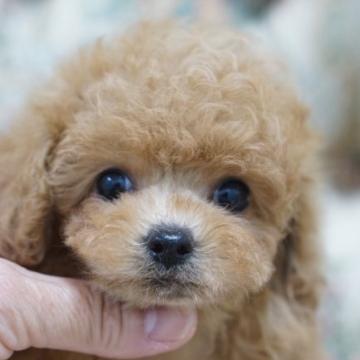 トイプードル(ティーカップ)【愛知県・女の子・2022年7月3日・アプリコット】の写真「優しいお顔のアプリちゃん」
