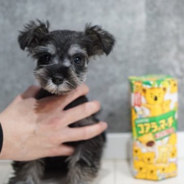 ミニチュアシュナウザー【愛知県・女の子・2022年11月27日・ソルト&ペッパー】の写真「極小で可愛い女の子」