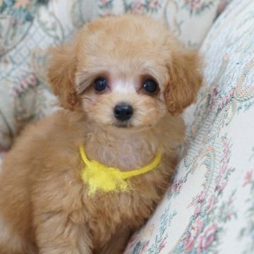 トイプードル(タイニー)【愛知県・女の子・2023年8月17日・アプリコット】の写真「お目々の大きな女の子」