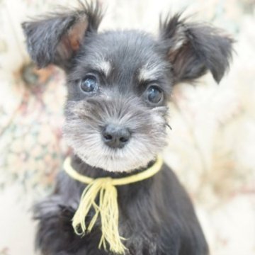 ミニチュアシュナウザー【愛知県・女の子・2023年7月1日・ソルト&ペッパー】の写真「小ぶりの可愛いお顔の女の子」