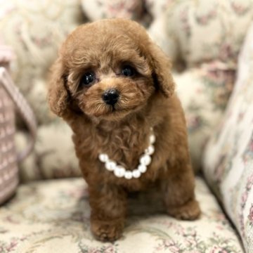 トイプードル(タイニー)【愛知県・女の子・2024年4月6日・レッド】の写真「ムチムチの可愛い子」