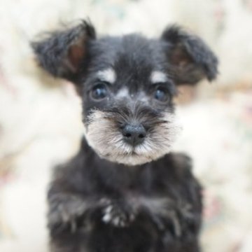 ミニチュアシュナウザー【愛知県・男の子・2023年7月1日・ブラックシルバー】の写真「小ぶりのお顔の可愛い男の子」