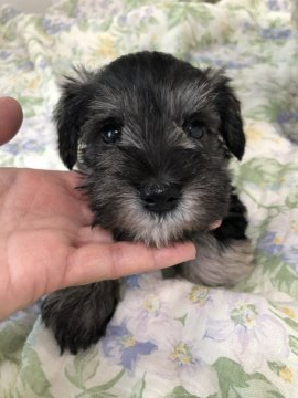 ミニチュアシュナウザー【愛知県・男の子・2019年4月4日・ソルトペッパー】の写真「美人ママから産まれたイケメン男の子」