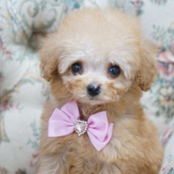 トイプードル(ティーカップ)【愛知県・女の子・2024年4月8日・アプリコット】の写真「訳あり価格」