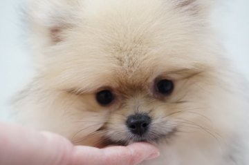 ポメラニアン【愛知県・男の子・2021年1月28日・オレンジ】の写真「お鼻が短くお顔の可愛い男の子」