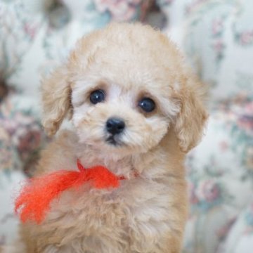 トイプードル(ティーカップ)【愛知県・女の子・2023年8月17日・アプリコット】の写真「お目々の大きな女の子」