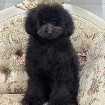 ミディアムプードル【愛知県・女の子・2024年6月2日・ブラック】の写真「おっとり女の子」