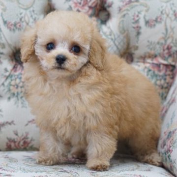 トイプードル(タイニー)【愛知県・男の子・2022年12月20日・アプリコット】の写真「可愛いお顔の男の子」