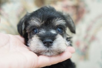 ミニチュアシュナウザー【愛知県・女の子・2022年4月7日・ブラックシルバー】の写真「チビチビの女の子」