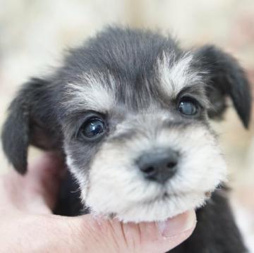 ミニチュアシュナウザー【愛知県・男の子・2022年11月27日・ブラックシルバー】の写真「小ぶりの男の子」