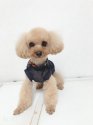 トイプードル【・男の子・2019年3月29日・アプリコット】