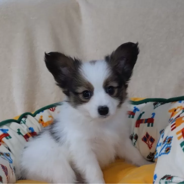 ID:2411-06458の子犬