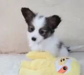 パピヨン【愛知県・男の子・2024年11月3日・ホワイト&レッドセーブル】の写真4