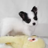 パピヨン【愛知県・女の子・2025年4月24日・トライ】の写真2