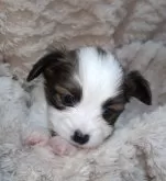 パピヨン【愛知県・男の子・2024年11月3日・ホワイト&レッドセーブル】の写真10