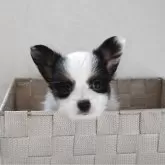 パピヨン【愛知県・女の子・2025年4月24日・トライ】の写真7