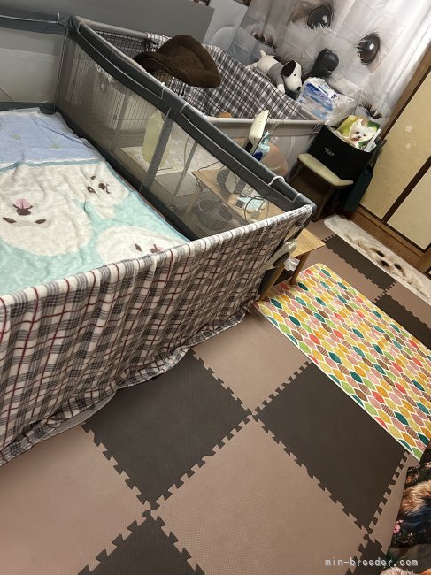 お産部屋｜木村　恵美子(きむら　えみこ)ブリーダー(福岡県・ヨークシャーテリアなど・JKC登録)の紹介写真9