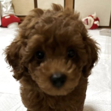 トイプードル(トイ)【福岡県・男の子・2025年7月11日・レッド】の写真「元気にすくすく可愛く成長中の男の子！」