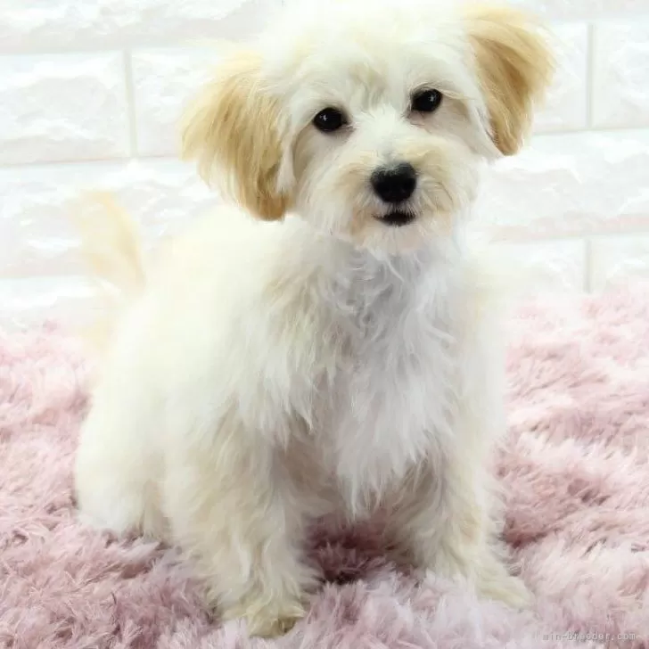 ID：2503-07791の子犬